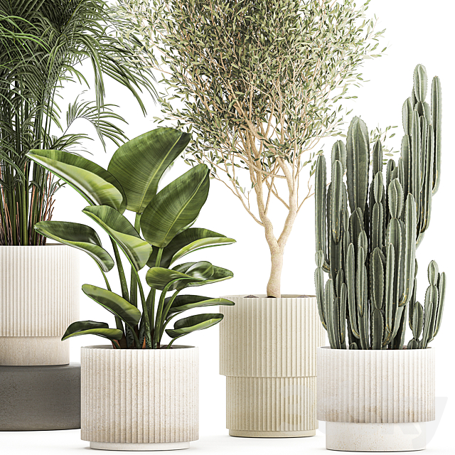 Collection of plants in modern white pots with small indoor lush palm trees Howea olive tree cactus strelitzia. Set 1368. 3DS Max Model - thumbnail 2