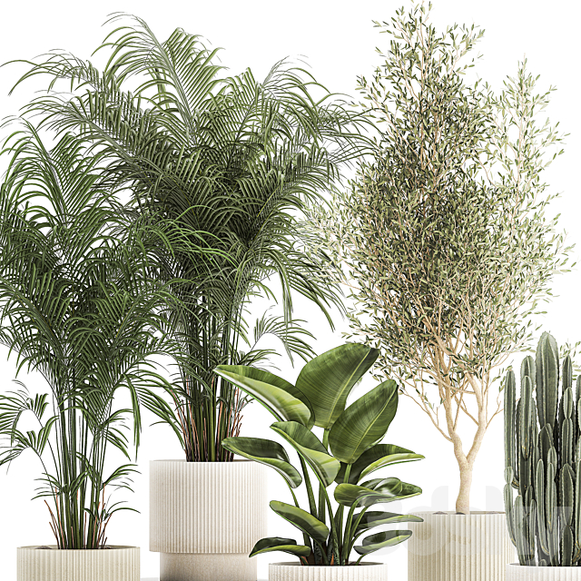 Collection of plants in modern white pots with small indoor lush palm trees Howea olive tree cactus strelitzia. Set 1368. 3DS Max Model - thumbnail 3