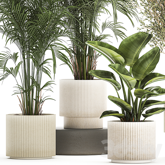 Collection of plants in modern white pots with small indoor lush palm trees Howea olive tree cactus strelitzia. Set 1368. 3DS Max Model - thumbnail 4