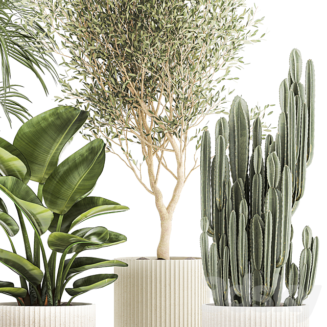 Collection of plants in modern white pots with small indoor lush palm trees Howea olive tree cactus strelitzia. Set 1368. 3DS Max Model - thumbnail 5