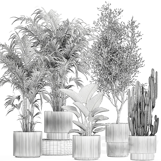 Collection of plants in modern white pots with small indoor lush palm trees Howea olive tree cactus strelitzia. Set 1368. 3DS Max Model - thumbnail 6