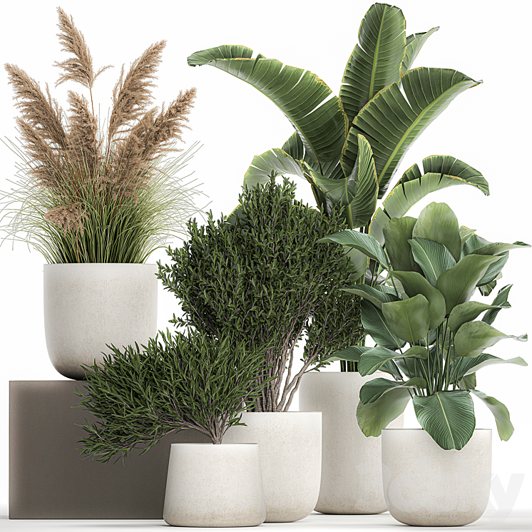 Collection of plants in outdoor pots from white pampas grass tree banana Calathea lutea. 1095. 3DS Max Model - thumbnail 1