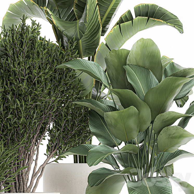 Collection of plants in outdoor pots from white pampas grass tree banana Calathea lutea. 1095. 3DS Max Model - thumbnail 2