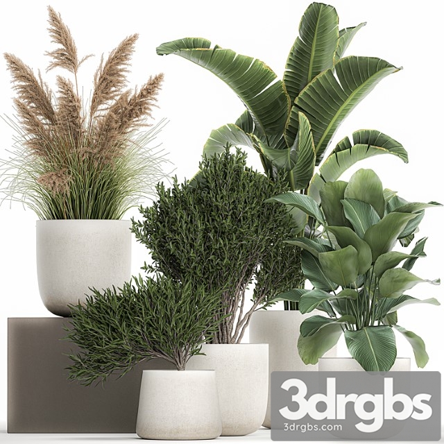 Collection of plants in outdoor pots from white pampas grass, tree, banana, calathea lutea. 1095. - thumbnail 1