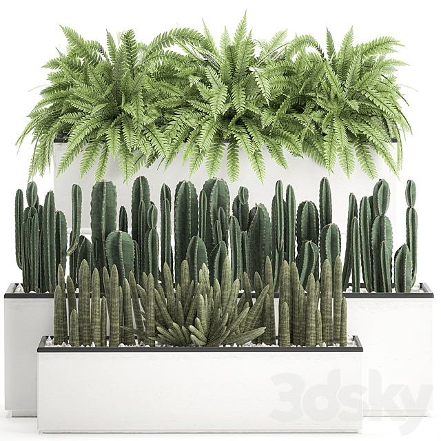 Collection of plants in outdoor white potted flower beds with bushes of fern. Cereus. Sansevieria. cactus. Set 584. 3DSMax File - thumbnail 1