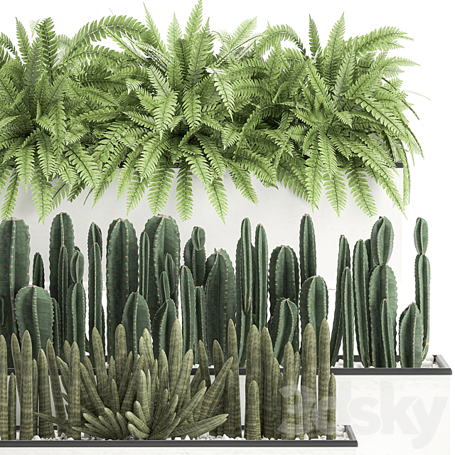 Collection of plants in outdoor white potted flower beds with bushes of fern. Cereus. Sansevieria. cactus. Set 584. 3DSMax File - thumbnail 2