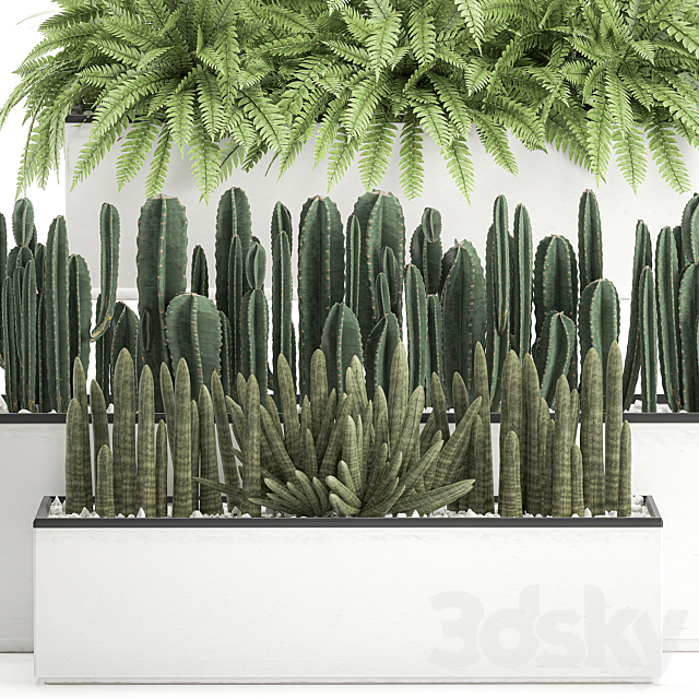 Collection of plants in outdoor white potted flower beds with bushes of fern. Cereus. Sansevieria. cactus. Set 584. 3DSMax File - thumbnail 3