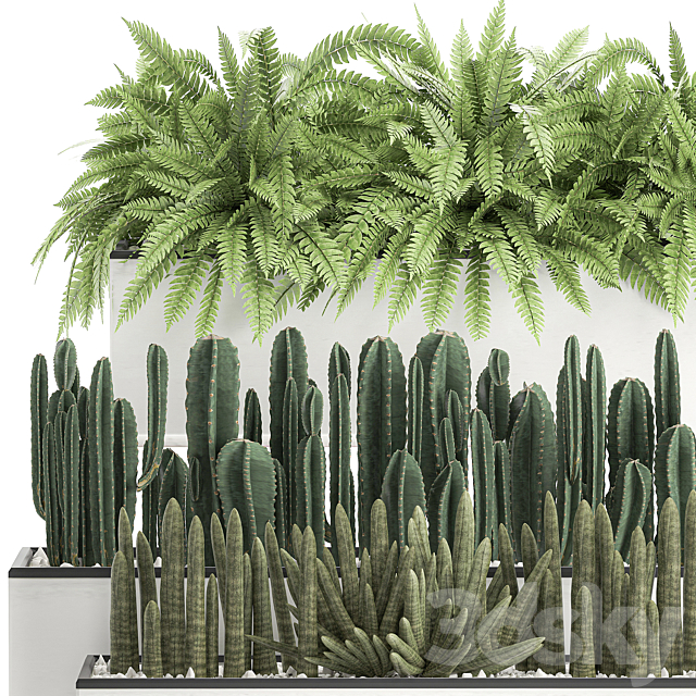 Collection of plants in outdoor white potted flower beds with bushes of fern. Cereus. Sansevieria. cactus. Set 584. 3DSMax File - thumbnail 4