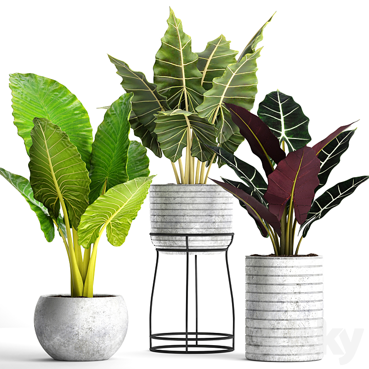 Collection of plants in pots 33. alocasia concrete pot flowerpot small plants flowers flower stand exotic 3DS Max - thumbnail 1