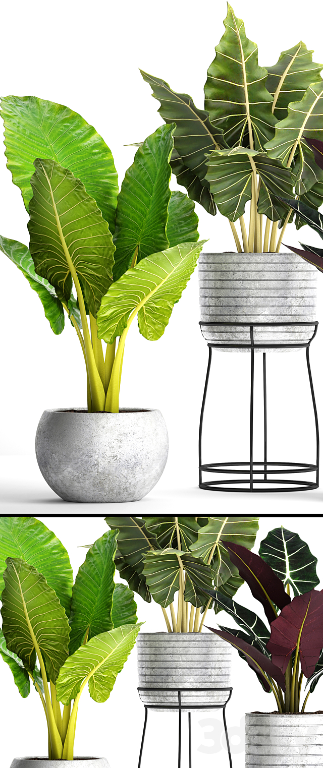 Collection of plants in pots 33. alocasia. concrete pot. flowerpot. small plants. flowers. flower stand. exotic 3DSMax File - thumbnail 2