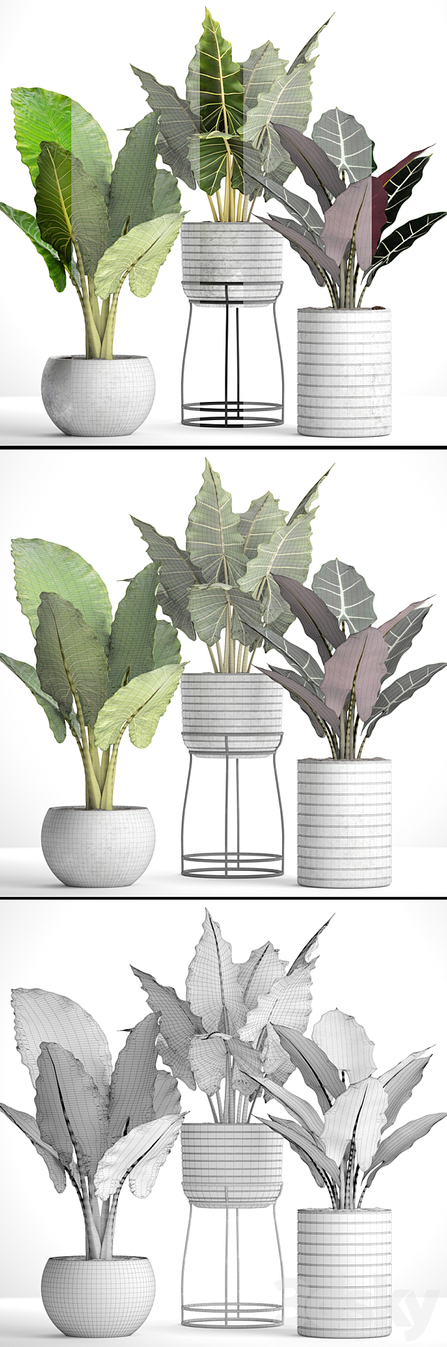 Collection of plants in pots 33. alocasia. concrete pot. flowerpot. small plants. flowers. flower stand. exotic 3DSMax File - thumbnail 3