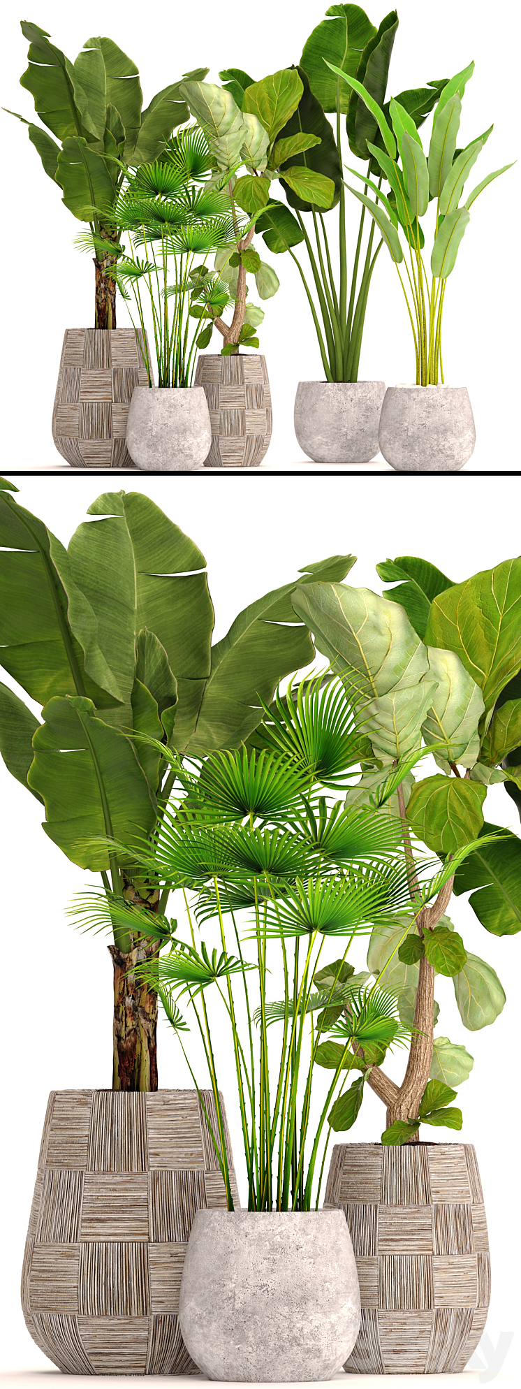 Collection of plants in pots 41. concrete pot flowerpot bush banana palm ficus lyrata fan palm strelitzia 3DS Max - thumbnail 2