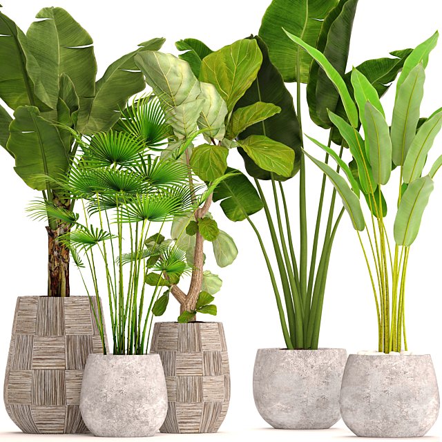 Collection of plants in pots 41. concrete pot. flowerpot. bush. banana palm. ficus lyrata. fan palm. strelitzia 3DSMax File - thumbnail 1