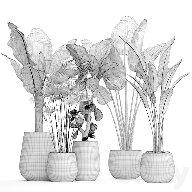 Collection of plants in pots 41. concrete pot. flowerpot. bush. banana palm. ficus lyrata. fan palm. strelitzia 3DSMax File - thumbnail 3