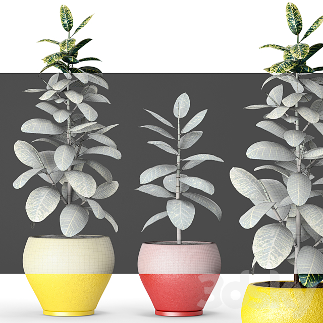 Collection of plants in pots 6 ficus flower pot tree 3DS Max Model - thumbnail 3