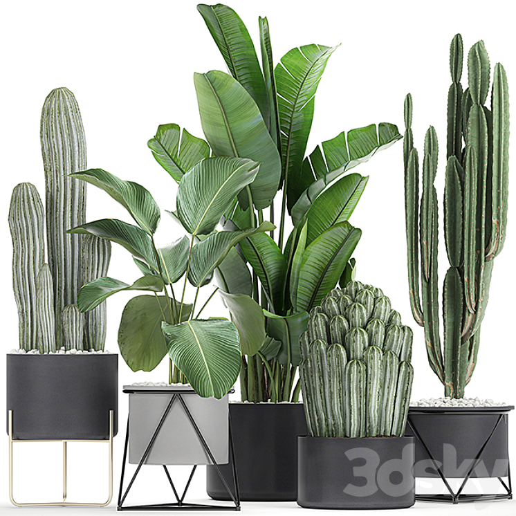 Collection of plants in pots on legs with Cacti and Strelitzia Banana palm Cereus. Set 747. 3DS Max - thumbnail 1