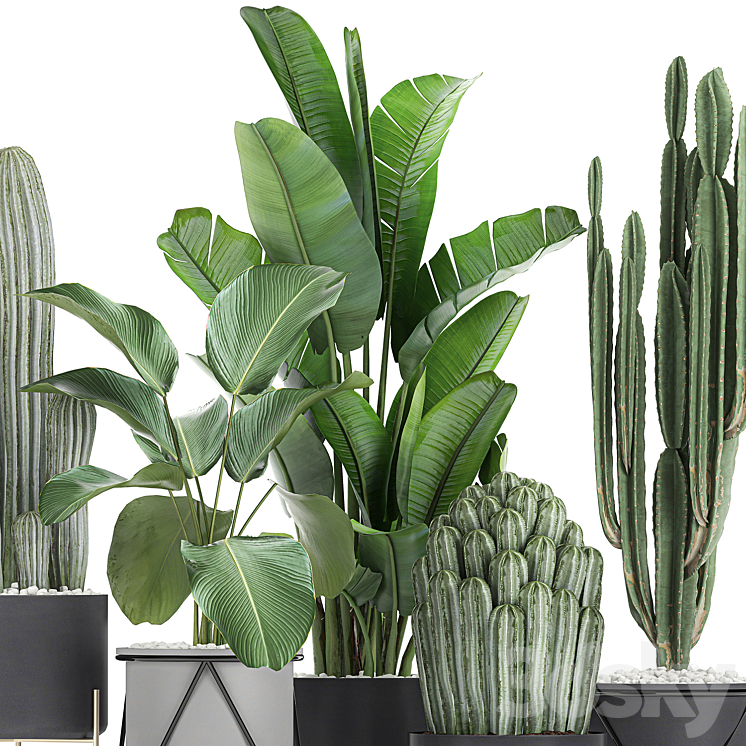 Collection of plants in pots on legs with Cacti and Strelitzia Banana palm Cereus. Set 747. 3DS Max - thumbnail 2