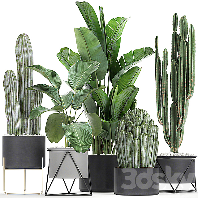 Collection of plants in pots on legs with Cacti and Strelitzia. Banana palm. Cereus. Set 747. 3DSMax File - thumbnail 1