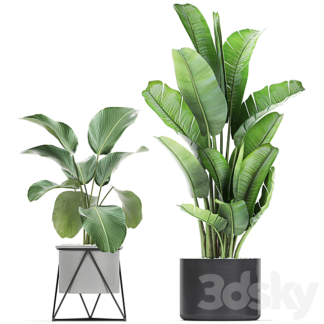 Collection of plants in pots on legs with Cacti and Strelitzia. Banana palm. Cereus. Set 747. 3DSMax File - thumbnail 3