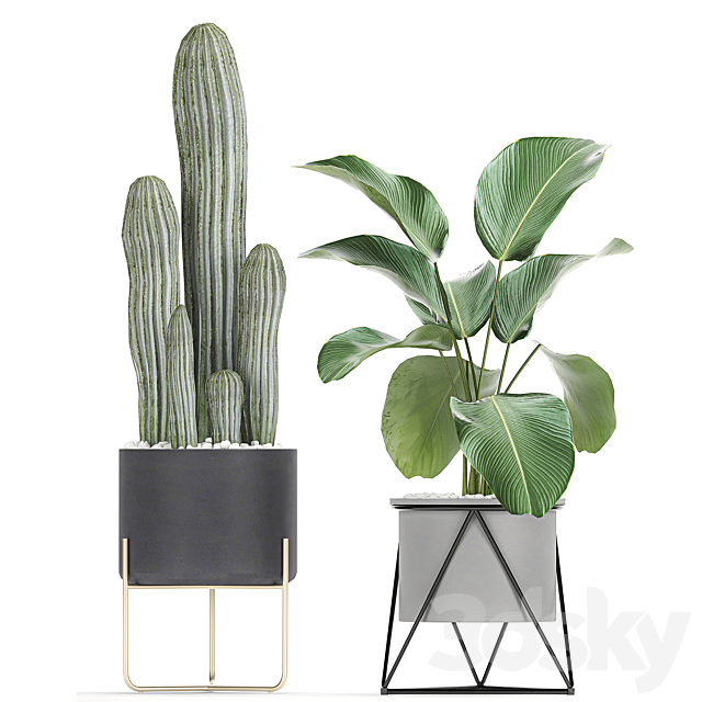 Collection of plants in pots on legs with Cacti and Strelitzia. Banana palm. Cereus. Set 747. 3DSMax File - thumbnail 4