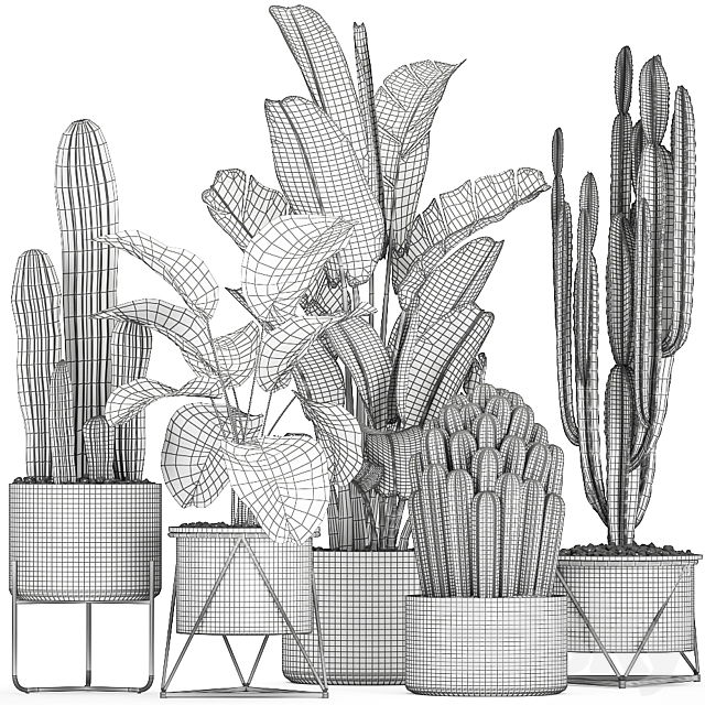 Collection of plants in pots on legs with Cacti and Strelitzia. Banana palm. Cereus. Set 747. 3DSMax File - thumbnail 5