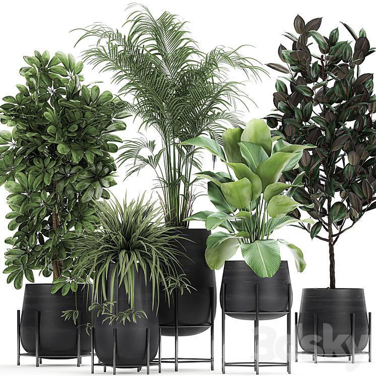 Collection of plants in pots on legs with palm strelitzia Scheffler Calathea lutea Ficus Chlorophytum. Set 769 3DS Max - thumbnail 1