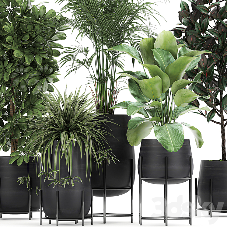 Collection of plants in pots on legs with palm strelitzia Scheffler Calathea lutea Ficus Chlorophytum. Set 769 3DS Max - thumbnail 2