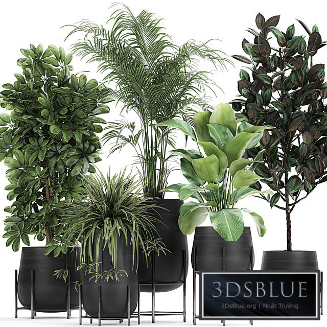 Collection of plants in pots on legs with palm strelitzia Scheffler Calathea lutea Ficus Chlorophytum. Set 769 3DS Max - thumbnail 3