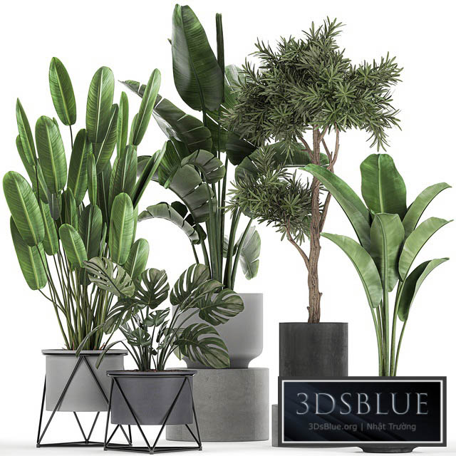 Collection of plants in pots on legs with Strelitzia monstera Banana palm tree. Set 749. 3DS Max - thumbnail 3