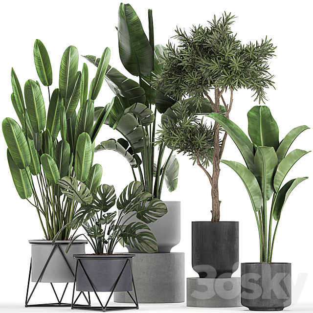 Collection of plants in pots on legs with Strelitzia. monstera. Banana palm. tree. Set 749. 3DSMax File - thumbnail 1