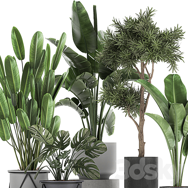 Collection of plants in pots on legs with Strelitzia. monstera. Banana palm. tree. Set 749. 3DSMax File - thumbnail 2