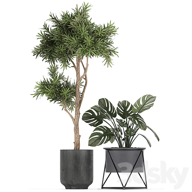 Collection of plants in pots on legs with Strelitzia. monstera. Banana palm. tree. Set 749. 3DSMax File - thumbnail 3