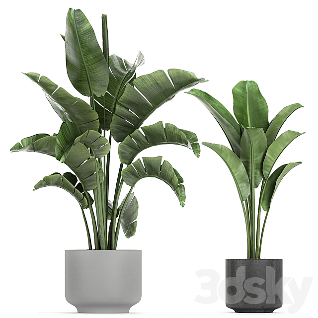 Collection of plants in pots on legs with Strelitzia. monstera. Banana palm. tree. Set 749. 3DSMax File - thumbnail 4