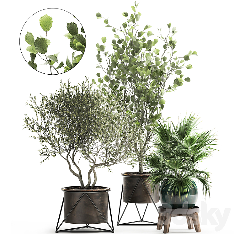 Collection of plants in pots with Olive tree ficus fan palm hazel linden. Set 975. 3DS Max Model - thumbnail 1