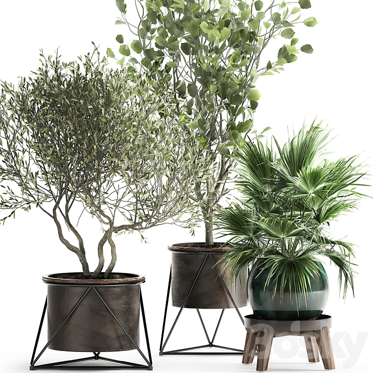 Collection of plants in pots with Olive tree ficus fan palm hazel linden. Set 975. 3DS Max Model - thumbnail 2