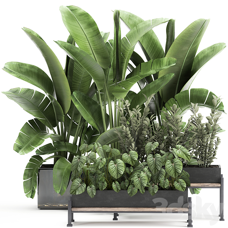 Collection of plants in potted flower beds with Thickets Strelitzia banana Zamiokulkas Philodendron jungle. Set 914. 3DS Max - thumbnail 1