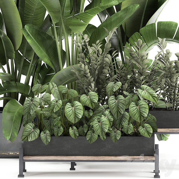 Collection of plants in potted flower beds with Thickets Strelitzia banana Zamiokulkas Philodendron jungle. Set 914. 3DS Max - thumbnail 2