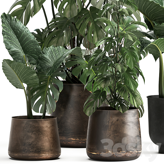 Collection of plants in rusty metal black pots with Monstera flower loft Alokasia. Dial 999. 3DS Max Model - thumbnail 2