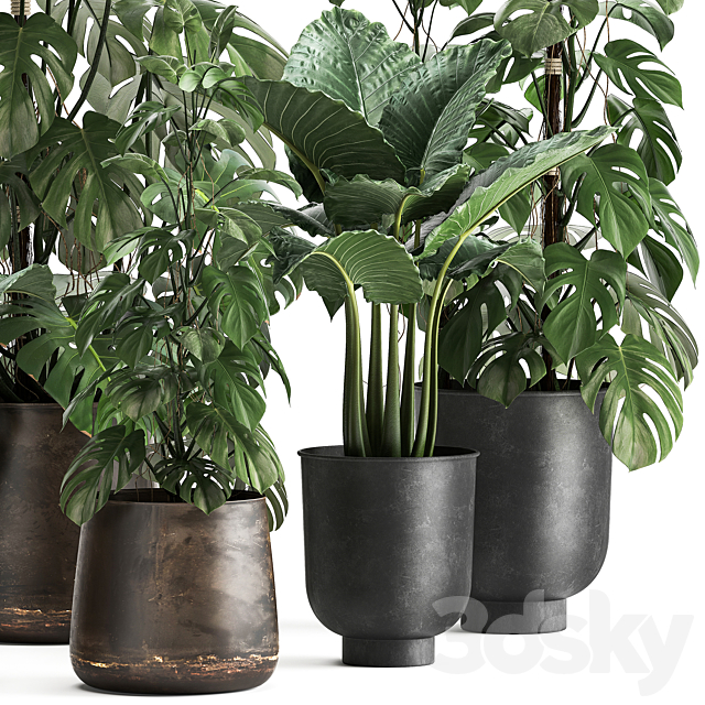 Collection of plants in rusty metal black pots with Monstera flower loft Alokasia. Dial 999. 3DS Max Model - thumbnail 3