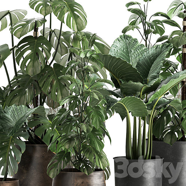 Collection of plants in rusty metal black pots with Monstera flower loft Alokasia. Dial 999. 3DS Max Model - thumbnail 4