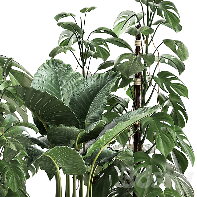 Collection of plants in rusty metal black pots with Monstera flower loft Alokasia. Dial 999. 3DS Max Model - thumbnail 5