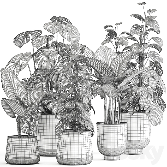 Collection of plants in rusty metal black pots with Monstera flower loft Alokasia. Dial 999. 3DS Max Model - thumbnail 6