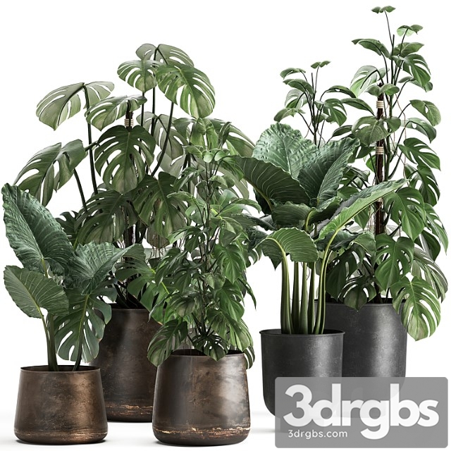 Collection of plants in rusty metal black pots with monstera flower, loft, alokasia. dial 999. - thumbnail 1