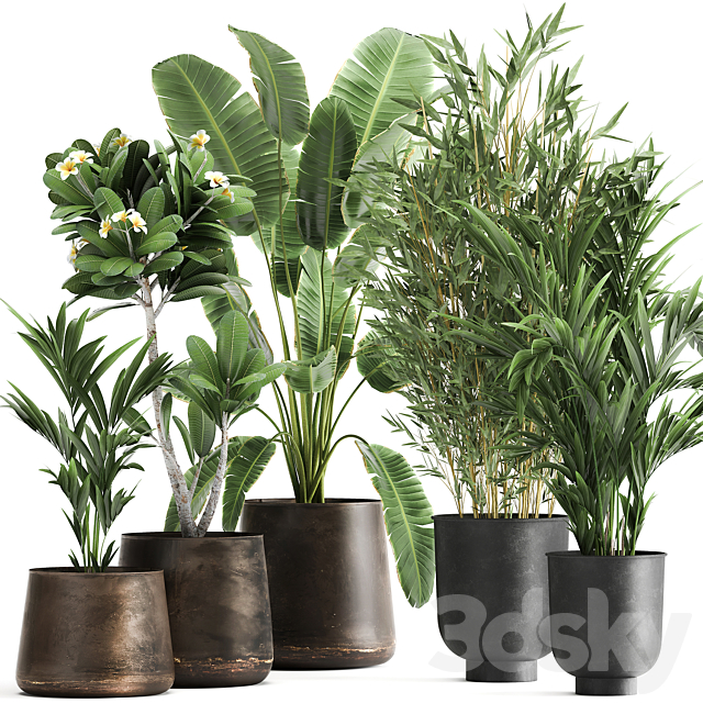 Collection of plants in rusty metal pots with Banana palm bamboo loft style. Set 1043. 3ds Max - thumbnail 1