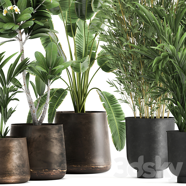 Collection of plants in rusty metal pots with Banana palm bamboo loft style. Set 1043. 3ds Max - thumbnail 2