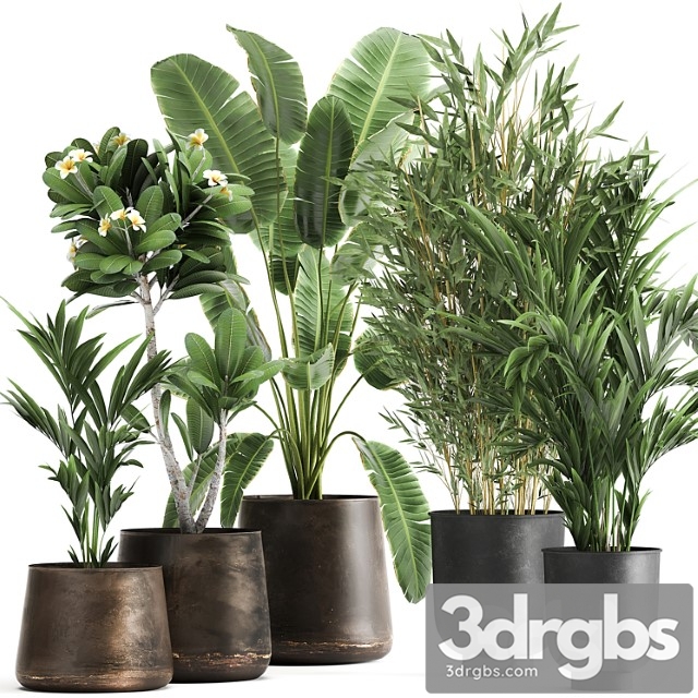 Collection of plants in rusty metal pots with banana palm, bamboo, loft style. set 1043. - thumbnail 1