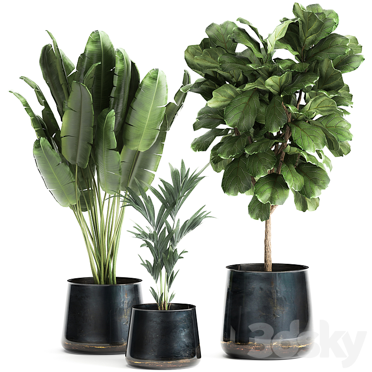 Collection of plants in stylish pots with a small tree Ficus lyrata Banana palm Howea . Set 873. 3DS Max Model - thumbnail 1