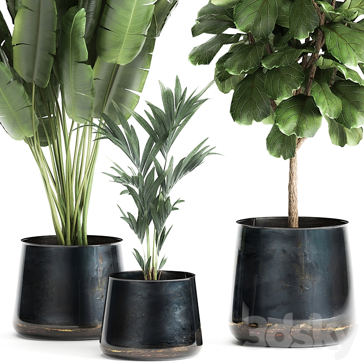 Collection of plants in stylish pots with a small tree Ficus lyrata Banana palm Howea . Set 873. 3DS Max Model - thumbnail 2