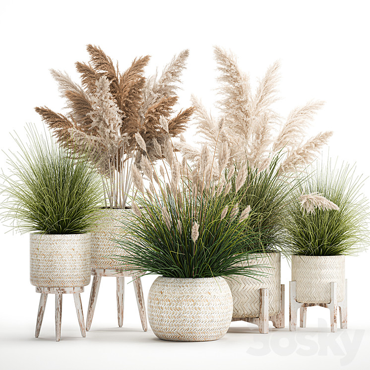 Collection of plants in white baskets and pots with Pampas grass rattan dried flower. Set of 1080 3DS Max Model - thumbnail 3