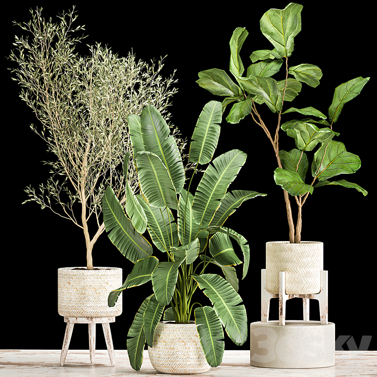 Collection of plants in white baskets with Ficus Lirata and Olive trees Strelitzia banana. Set 1017. 3DS Max - thumbnail 1